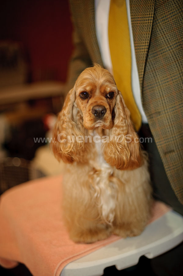Exposición Canina Nacional e Internacional Cuenca 2009