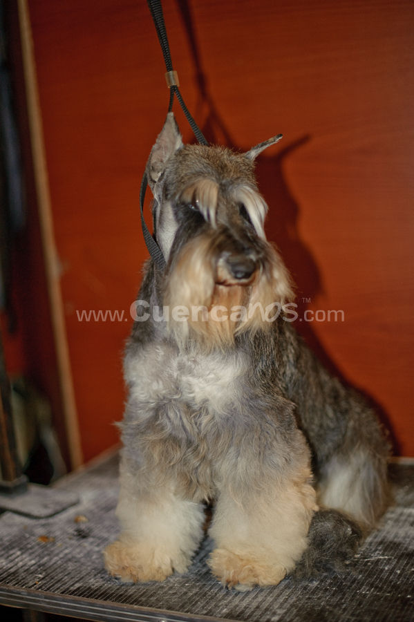 Exposición Canina Nacional e Internacional Cuenca 2009