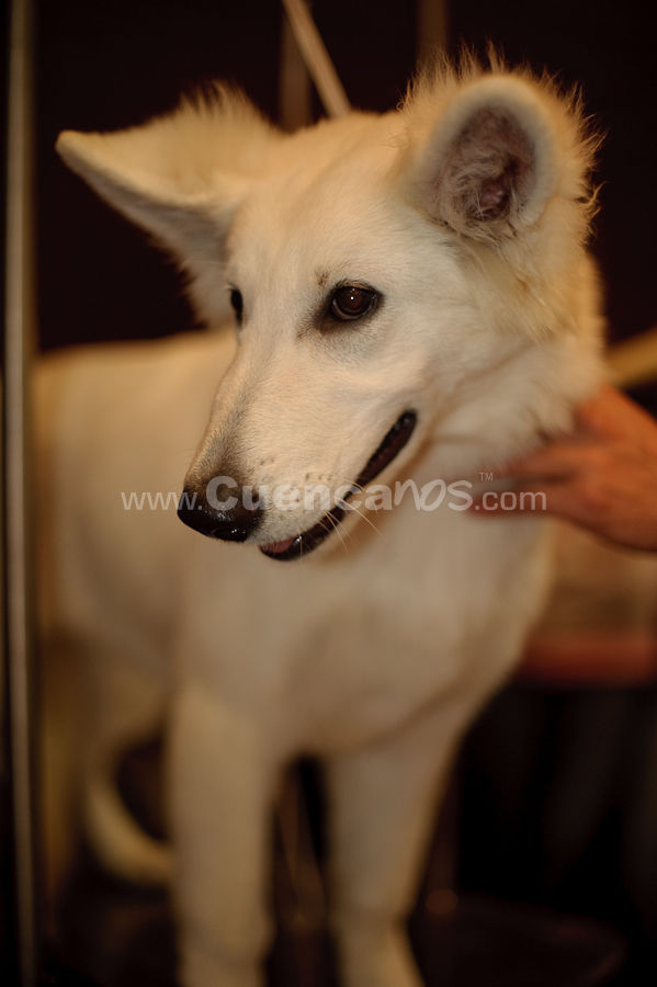 Exposición Canina Nacional e Internacional Cuenca 2009
