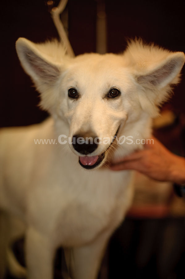 Exposición Canina Nacional e Internacional Cuenca 2009