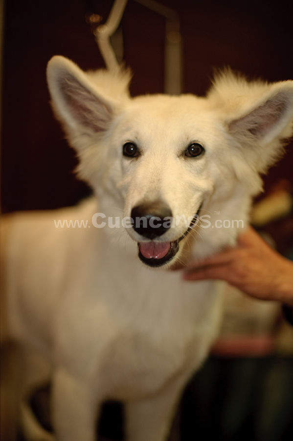 Exposición Canina Nacional e Internacional Cuenca 2009