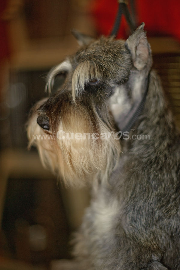 Exposición Canina Nacional e Internacional Cuenca 2009