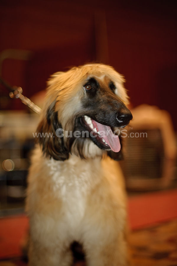 Exposición Canina Nacional e Internacional Cuenca 2009