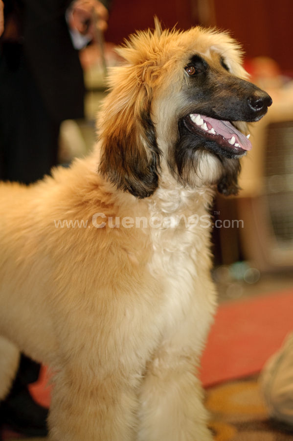 Exposición Canina Nacional e Internacional Cuenca 2009