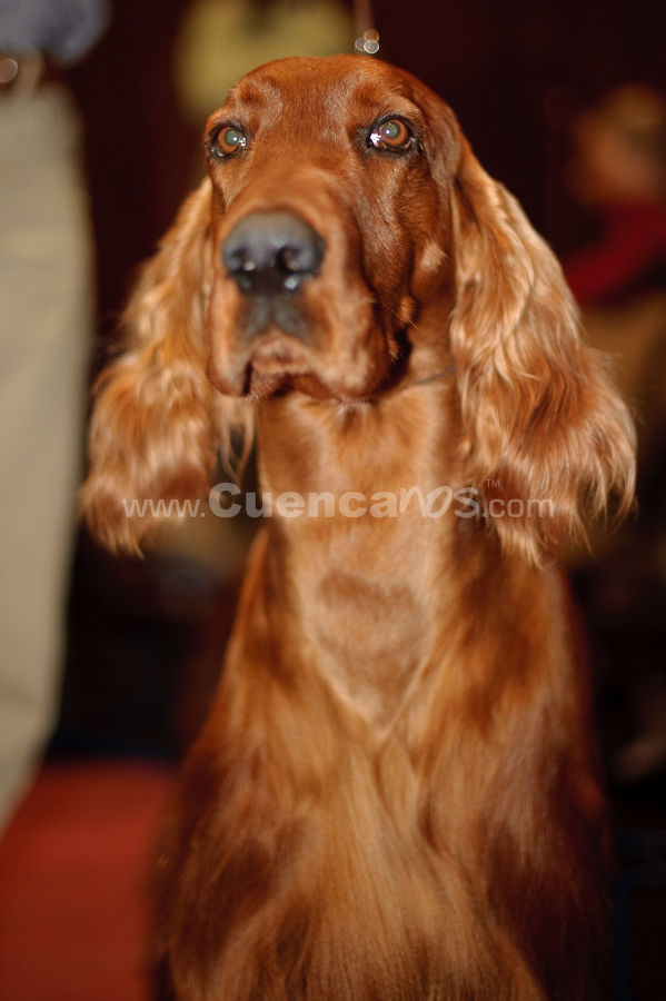Exposición Canina Nacional e Internacional Cuenca 2009