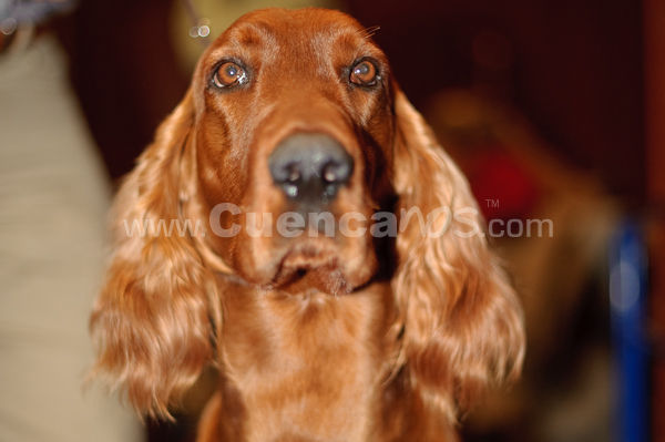 Exposición Canina Nacional e Internacional Cuenca 2009
