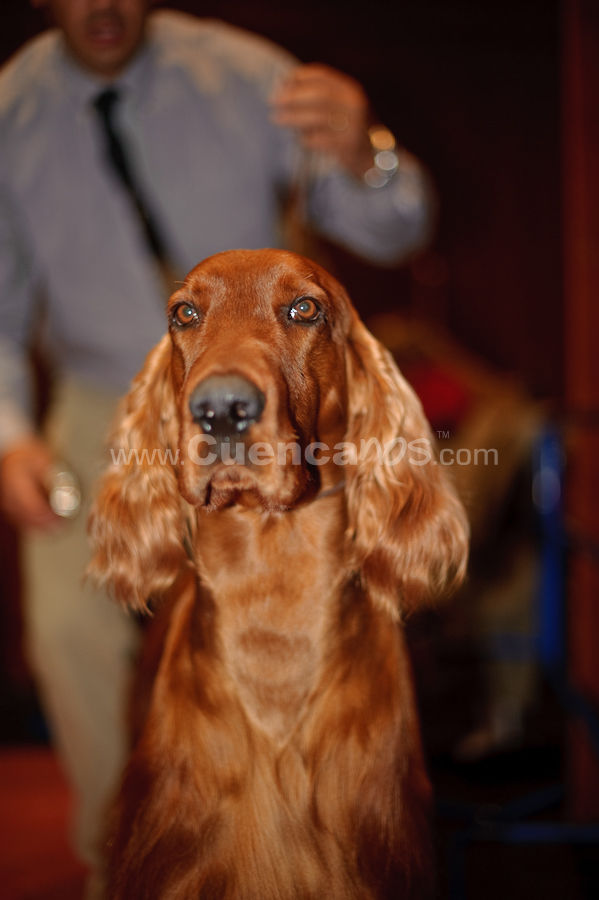 Exposición Canina Nacional e Internacional Cuenca 2009