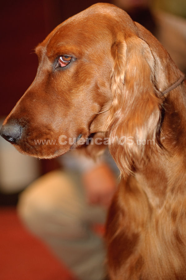 Exposición Canina Nacional e Internacional Cuenca 2009