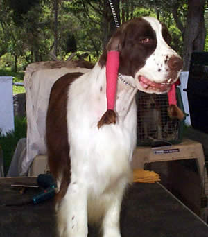Exposición Canina en Cuenca