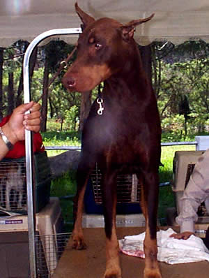 Exposición Canina en Cuenca