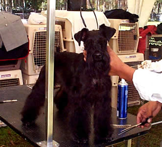 Exposición Canina en Cuenca