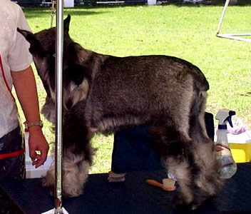 Exposición Canina en Cuenca