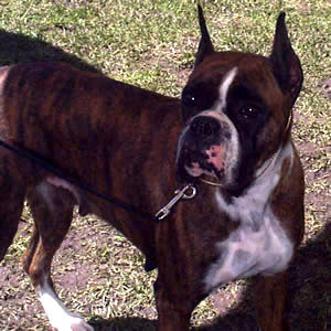 Exposición Canina en Cuenca