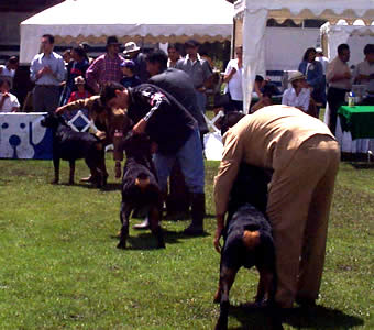Exposición Canina en Cuenca
