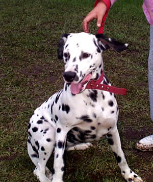 Exposición Canina en Cuenca