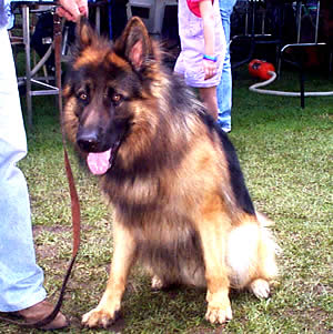 Exposición Canina en Cuenca