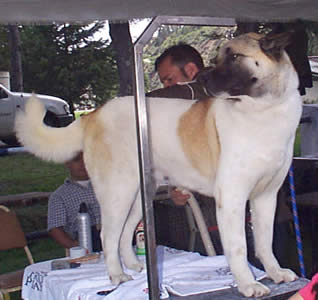 Exposición Canina en Cuenca