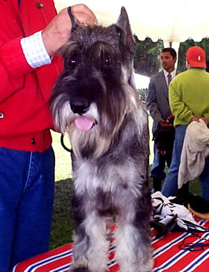 Exposición Canina en Cuenca