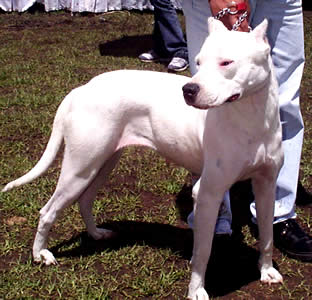 Exposición Canina en Cuenca