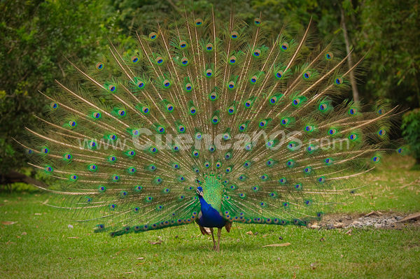 Candidatas a Reina de Sucua 2009 2010