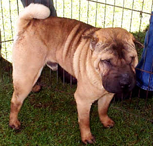 Exposición Canina en Cuenca