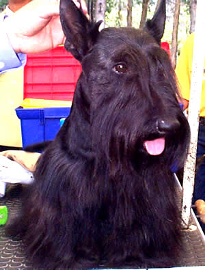 Exposición Canina en Cuenca