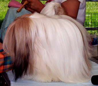 Exposición Canina en Cuenca