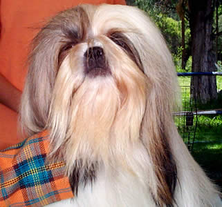 Exposición Canina en Cuenca