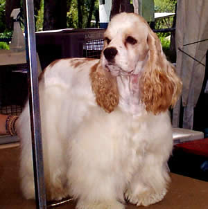 Exposición Canina en Cuenca