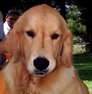 Exposición Canina en Cuenca