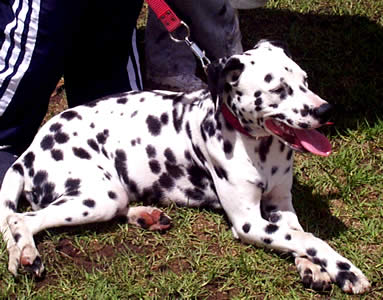 Exposición Canina en Cuenca
