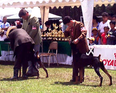 Exposición Canina en Cuenca