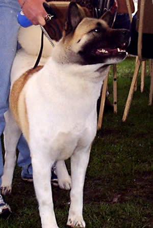 Exposición Canina en Cuenca