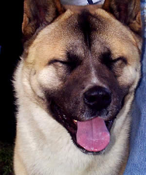 Exposición Canina en Cuenca