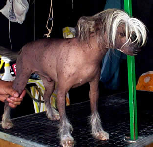 Exposición Canina en Cuenca