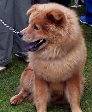 Exposición Canina en Cuenca