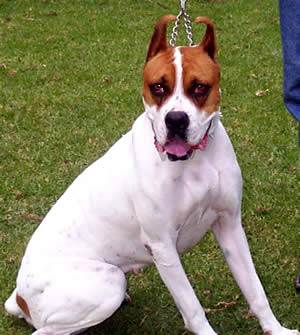 Exposición Canina en Cuenca