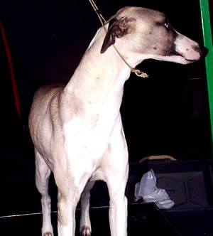 Exposición Canina en Cuenca
