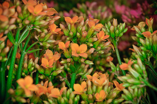 Exposición de Orquideas