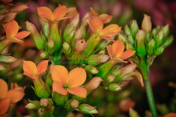Exposición de Orquideas