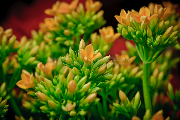Exposición de Orquideas