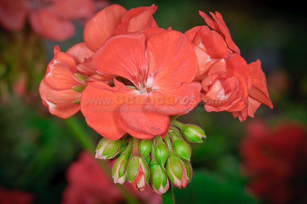 Exposición de Orquideas