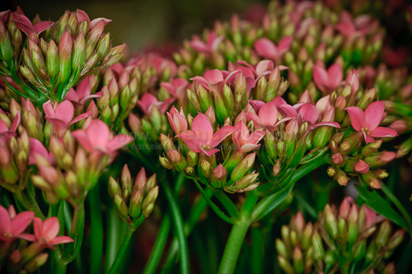 Exposición de Orquideas