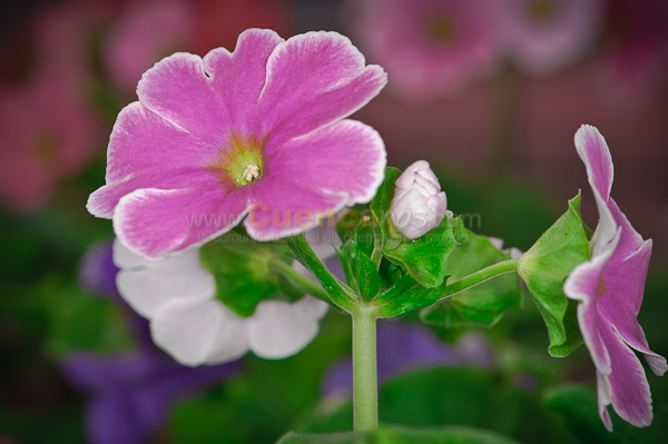 Exposición de Orquideas