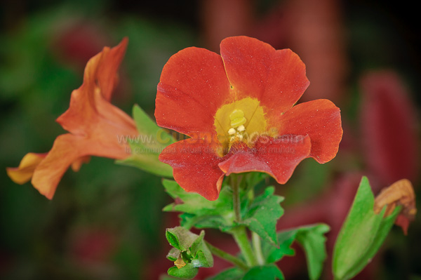 Exposición de Orquideas