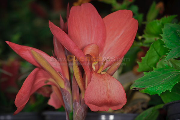 Exposición de Orquideas