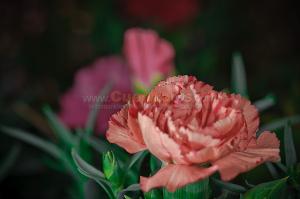 Exposición de Orquideas