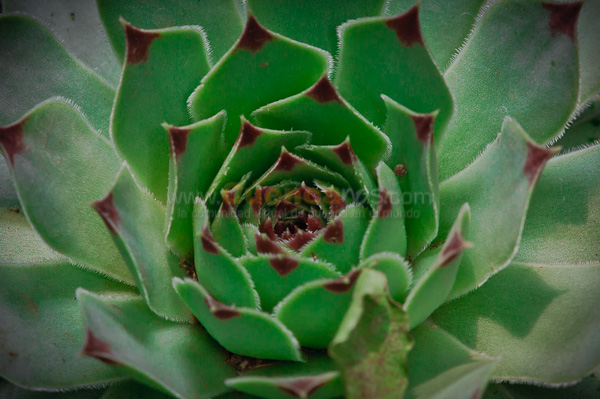Exposición de Orquideas