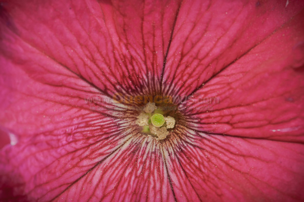 Exposición de Orquideas