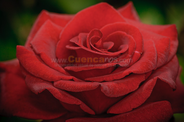 Exposición de Orquideas